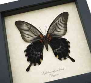 Papilio Lowi suffusus Female Verso Framed Butterfly Taxidermy Display