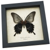 Papilio Lowi suffusus Female Verso Framed Butterfly Taxidermy Display