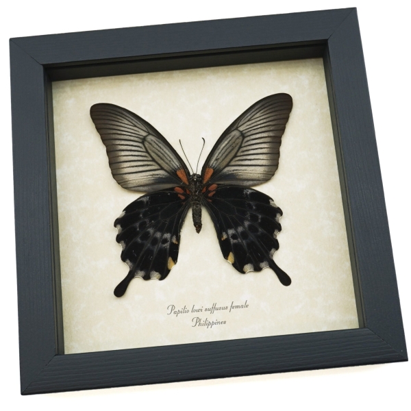 Papilio Lowi suffusus Female Verso Framed Butterfly Taxidermy Display