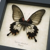 Papilio Lowi Zephyria Female Framed Butterfly Taxidermy Display