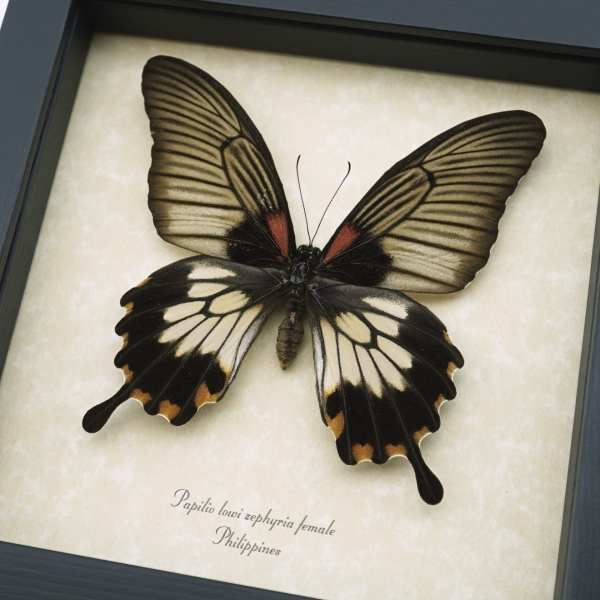 Papilio Lowi Zephyria Female Framed Butterfly Taxidermy Display