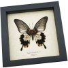 Papilio Lowi Zephyria Female Verso Framed Butterfly Taxidermy Display