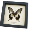 Papilio Lowi Zephyria Female Verso Framed Butterfly Taxidermy Display