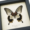 Papilio Lowi Zephyria Female Verso Framed Butterfly Taxidermy Display
