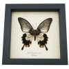 Papilio Lowi Zephyria Female Verso Framed Butterfly Taxidermy Display