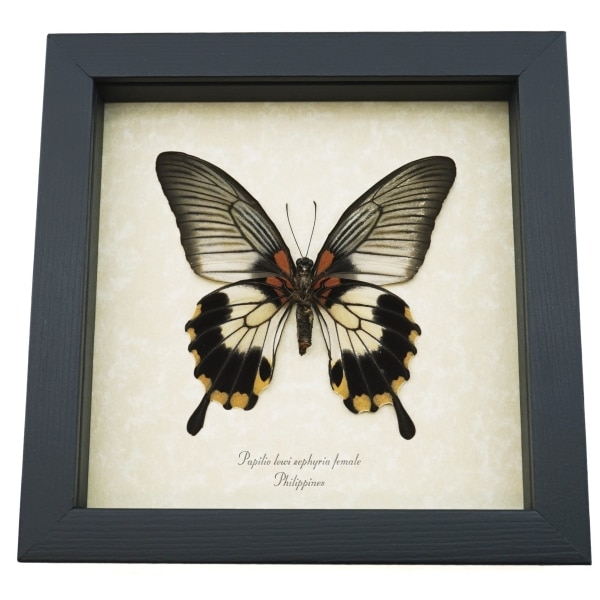 Papilio Lowi Zephyria Female Verso Framed Butterfly Taxidermy Display