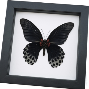Framed Black Butterfly Papilio Memnon verso Great Mormon Taxidermy Classic Black Display