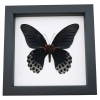 Framed Black Butterfly Papilio Memnon verso Great Mormon Taxidermy Classic Black Display