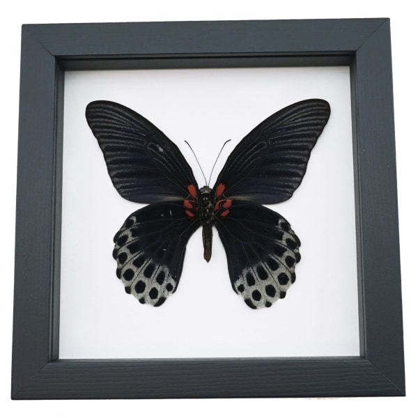 Framed Black Butterfly Papilio Memnon verso Great Mormon Taxidermy Classic Black Display