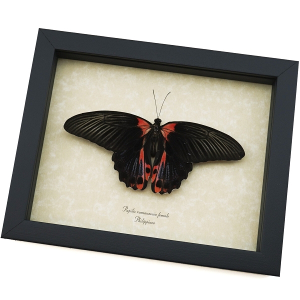 Papilio rumanzovia Female Resting Scarlet Mormon Butterfly Framed Taxidermy Display
