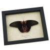 Papilio rumanzovia Female Resting Scarlet Mormon Butterfly Framed Taxidermy Display