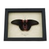Papilio rumanzovia Female Resting Scarlet Mormon Butterfly Framed Taxidermy Display