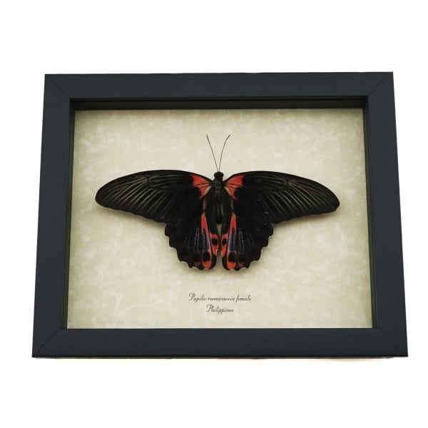 Papilio rumanzovia Female Resting Scarlet Mormon Butterfly Framed Taxidermy Display