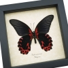 Papilio rumanzovia female verso Scarlet Mormon Framed Butterfly Taxidermy Display