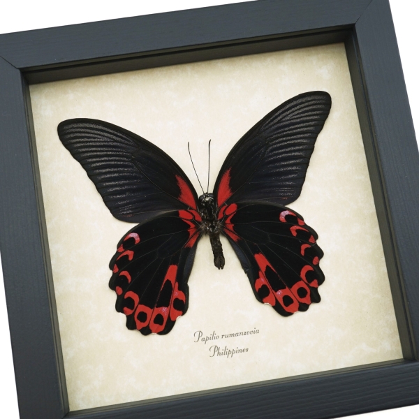 Papilio rumanzovia female verso Scarlet Mormon Framed Butterfly Taxidermy Display