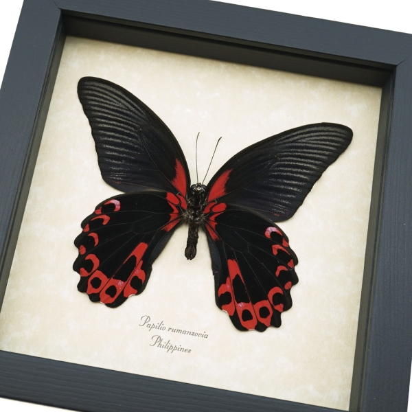 Papilio rumanzovia female verso Scarlet Mormon Framed Butterfly Taxidermy Display