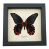 Papilio rumanzovia female verso Scarlet Mormon Framed Butterfly Taxidermy Display