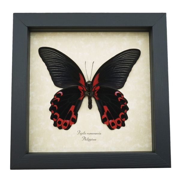 Papilio rumanzovia female verso Scarlet Mormon Framed Butterfly Taxidermy Display