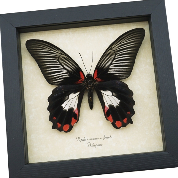 Papilio rumanzovia female Scarlet Mormon Framed Butterfly Taxidermy Display