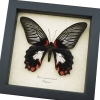 Papilio rumanzovia female Scarlet Mormon Framed Butterfly Taxidermy Display