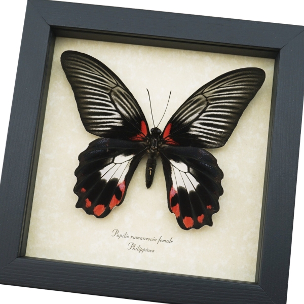 Papilio rumanzovia female Scarlet Mormon Framed Butterfly Taxidermy Display