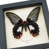 Papilio rumanzovia female Scarlet Mormon Framed Butterfly Taxidermy Display