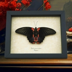 Papilio rumanzovia Female Resting Scarlet Mormon Butterfly Framed Taxidermy Display