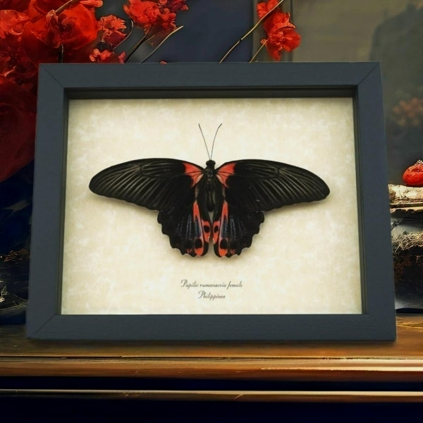 Papilio rumanzovia Female Resting Scarlet Mormon Butterfly Framed Taxidermy Display