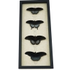 Black Resting Papilio Gothic Butterfly Collection Real Framed Butterflies Taxidermy Display