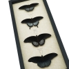 Black Resting Papilio Gothic Butterfly Collection Real Framed Butterflies Taxidermy Display