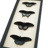 Black Resting Papilio Gothic Butterfly Collection Real Framed Butterflies Taxidermy Display