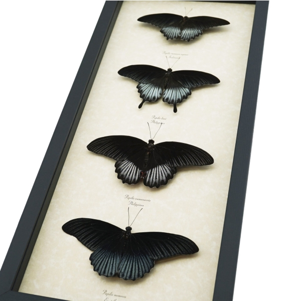 Black Resting Papilio Gothic Butterfly Collection Real Framed Butterflies Taxidermy Display