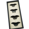 Black Resting Papilio Gothic Butterfly Collection Real Framed Butterflies Taxidermy Display