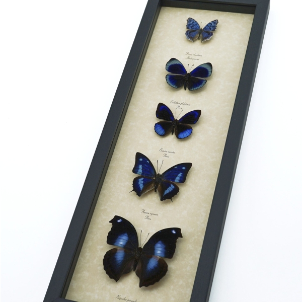 Royal Blue Butterfly Collection Real Framed Butterflies Taxidermy Display