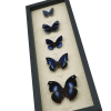 Royal Blue Butterfly Collection Real Framed Butterflies Taxidermy Display