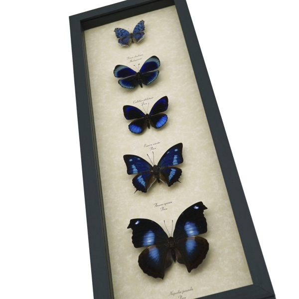 Royal Blue Butterfly Collection Real Framed Butterflies Taxidermy Display