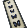 Royal Blue Butterfly Collection Real Framed Butterflies Taxidermy Display