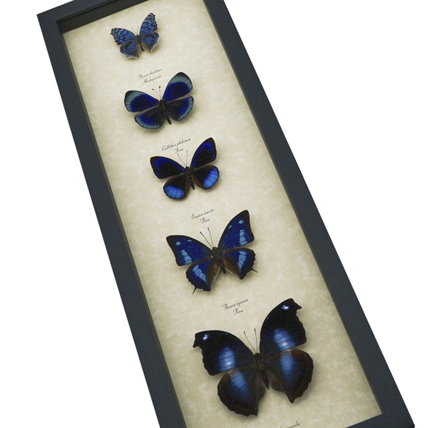 Royal Blue Butterfly Collection Real Framed Butterflies Taxidermy Display