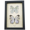 Salamis parhassus Pair Mother Of Pearl Butterflies Framed Butterfly Taxidermy Display