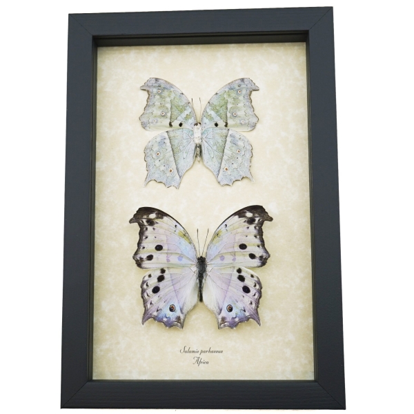 Salamis parhassus Pair Mother Of Pearl Butterflies Framed Butterfly Taxidermy Display