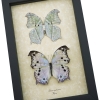 Salamis parhassus Pair Mother Of Pearl Butterflies Framed Butterfly Taxidermy Display