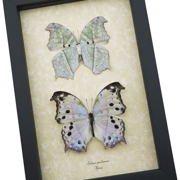 Salamis parhassus Pair Mother Of Pearl Butterflies Framed Butterfly Taxidermy Display