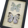 Salamis parhassus Pair Mother Of Pearl Butterflies Framed Butterfly Taxidermy Display