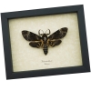 Death Head Moth Acherontia lachesis female Framed Taxidermy Display