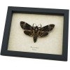 Death Head Moth Acherontia lachesis female Framed Taxidermy Display