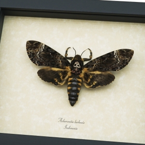 Death Head Moth Acherontia lachesis female Framed Taxidermy Display