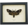 Death Head Moth Acherontia lachesis female Framed Taxidermy Display