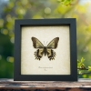 Framed Battus streckerianus Female Verso Rare Butterfly Taxidermy Display