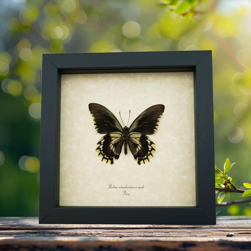 Framed Battus streckerianus Male Verso Rare Gothic Butterfly Taxidermy Display