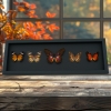 Cethosia Set Leopard Lacewing Butterflies Framed Butterfly Taxidermy Moonlight Display